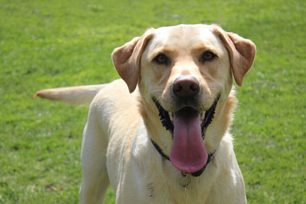 BorrowMyDoggy walkers BorrowMyDoggy walkers