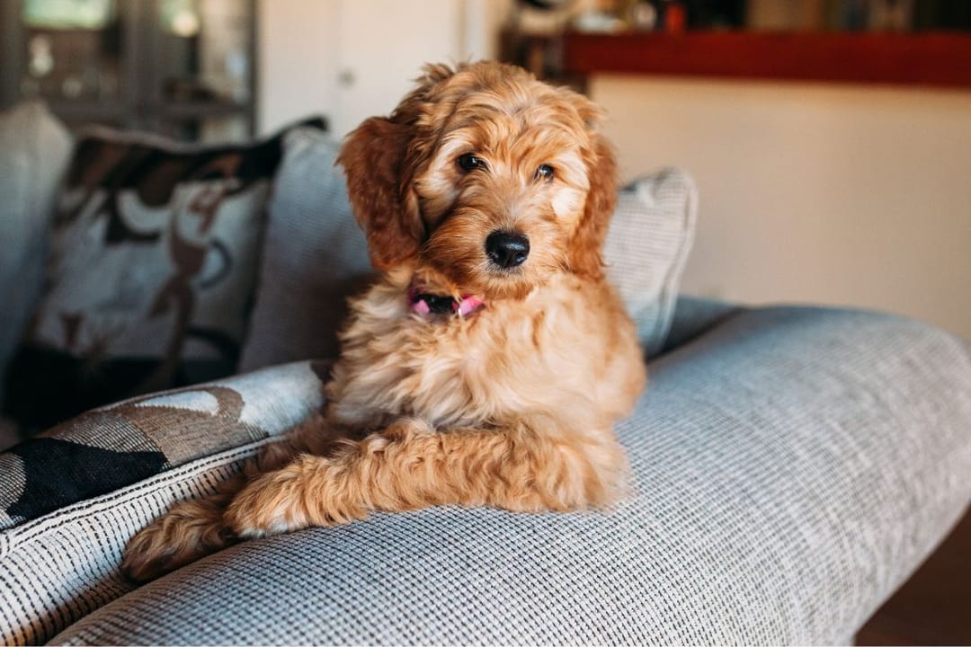 A golden Cockapoo, sits on the sofa gazing out towards a window quietly.