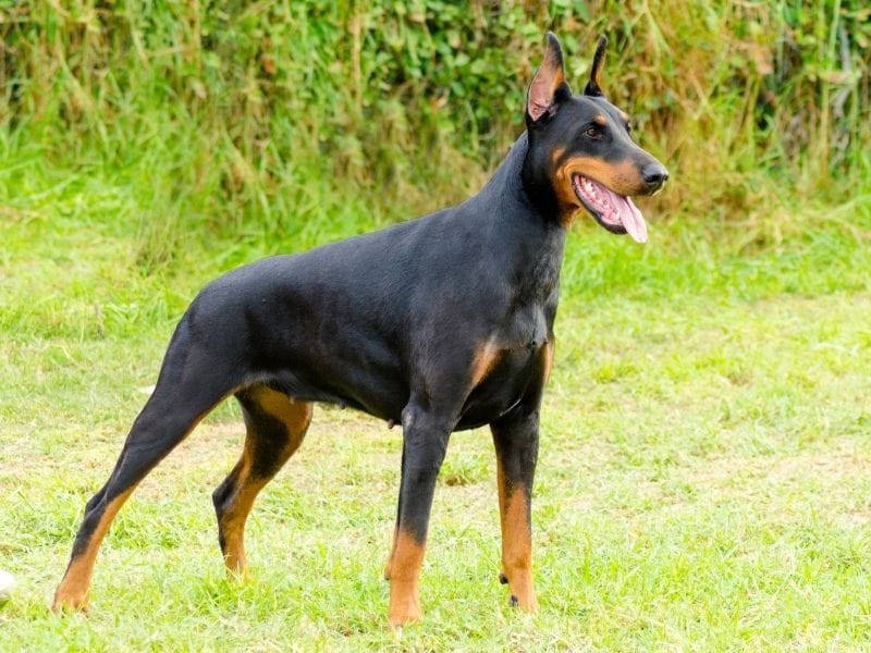 Doberman Dog Breed Guide: Care, training and fun facts