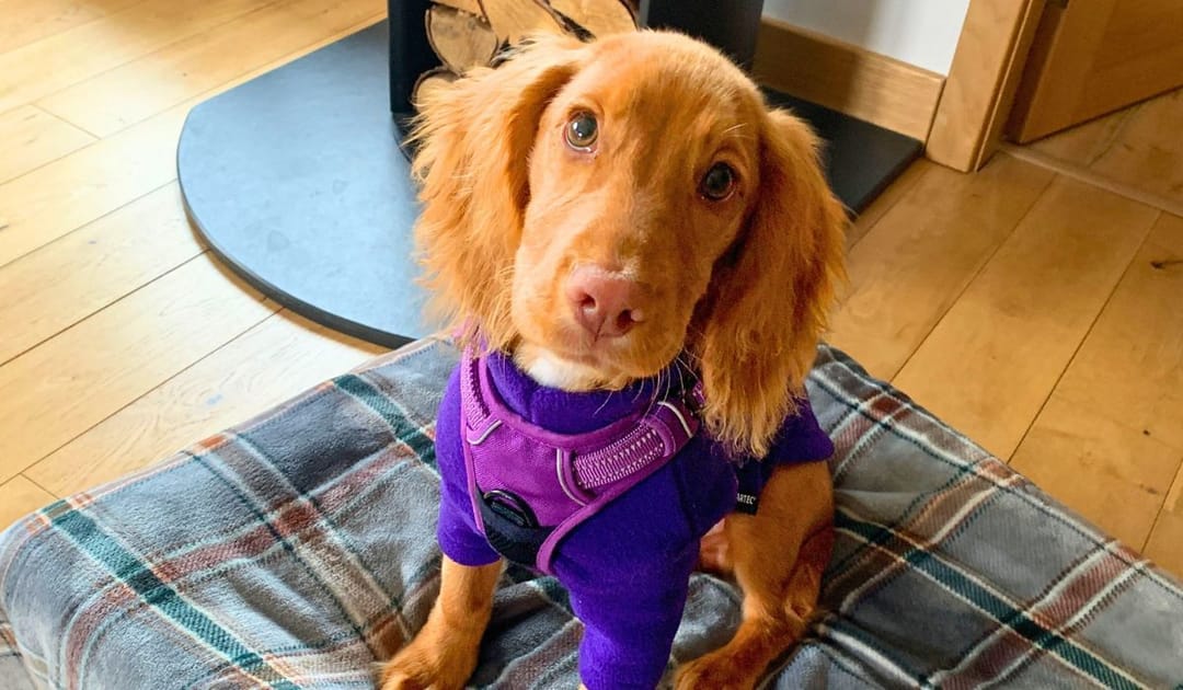 Doggy member Winston, the Cocker Spaniel, sitting on his bed at his sitters