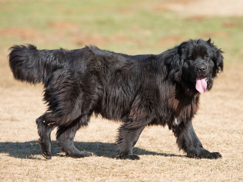 Newfoundland Dog Breed Guide: Care, training and fun facts