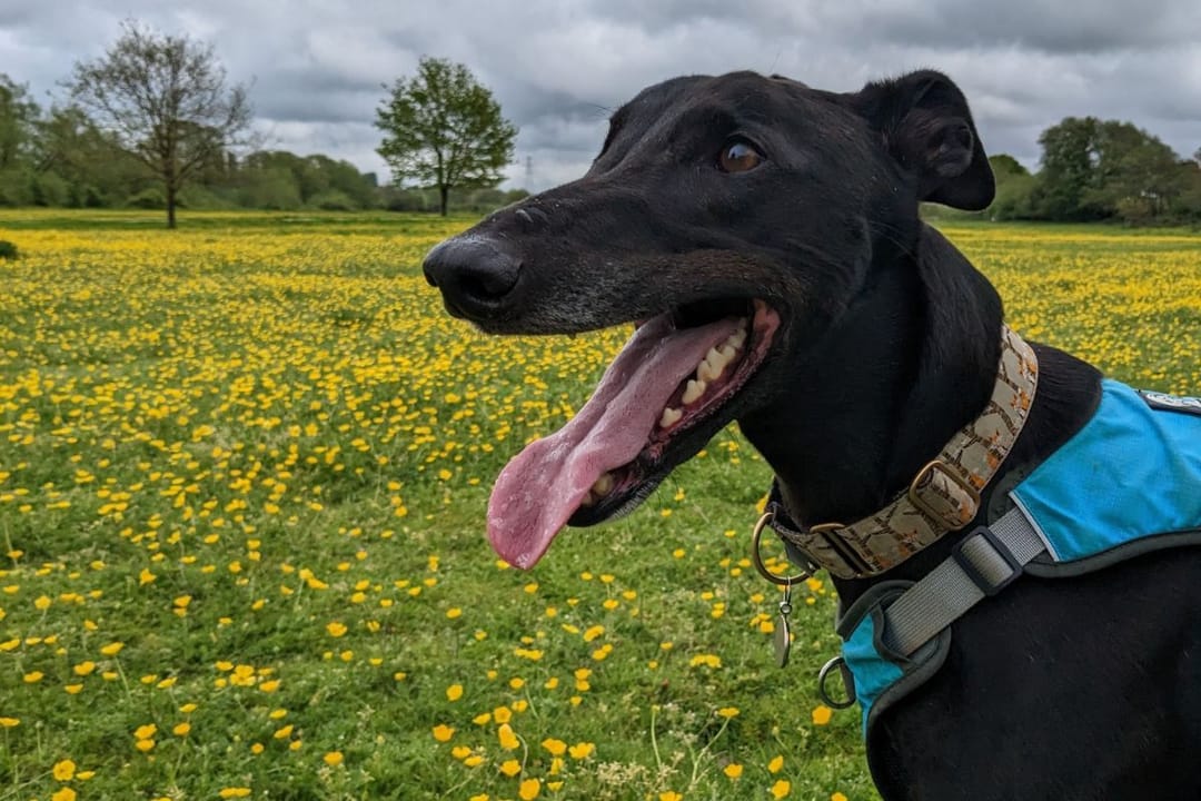 Doggy member Toby, the Greyhound, enjoying a walk in a field full of buttercups 