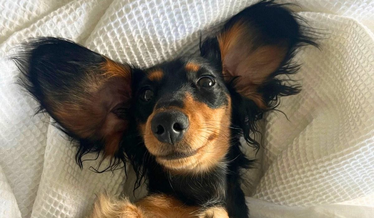 An adorable long-haired Dachshund smiling