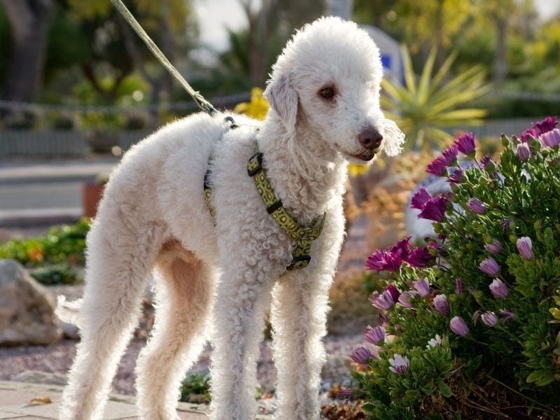 Bedlington Terrier breed guide: Care, training, and fun facts