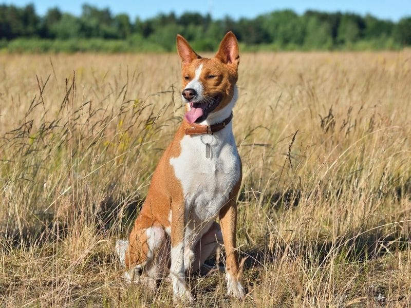 Basenji breed guide: Care, training, and fun facts