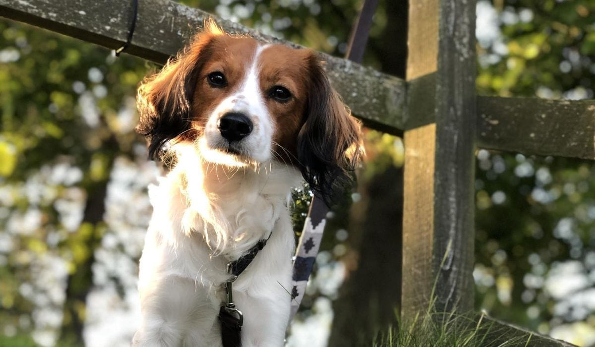 Rare Dog Breeds - Dog Breed Guides