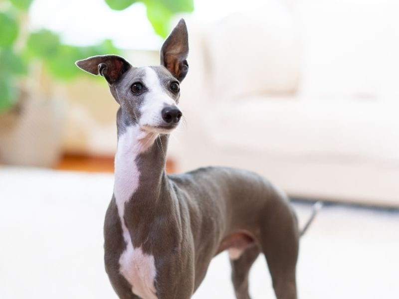 Italian Greyhound breed guide: Care, training, and fun facts
