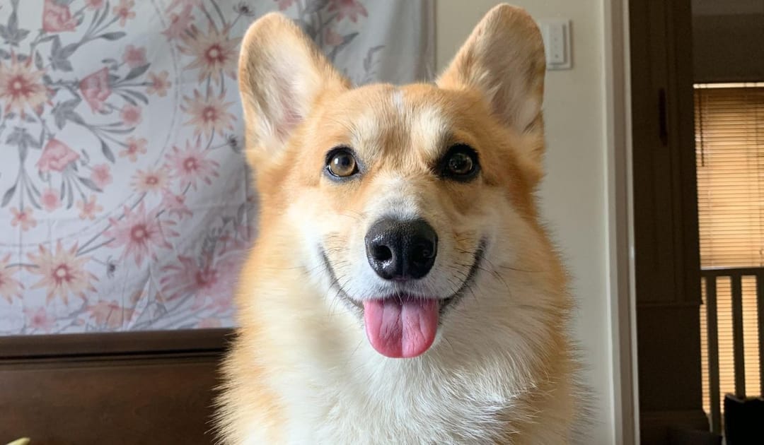 Doggy member Doodle, the Pembroke Welsh Corgi, smiling happily