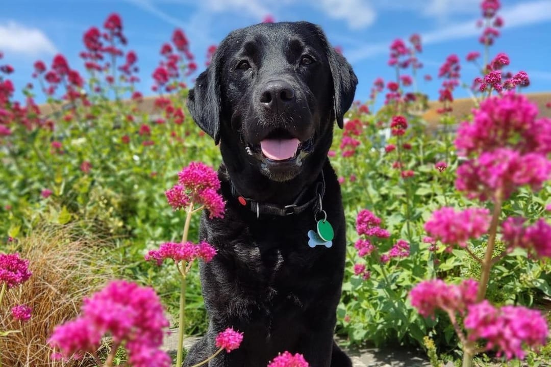 Doggy member Flint, the Labrador Retriever, enjoying a walk amongst the flowers