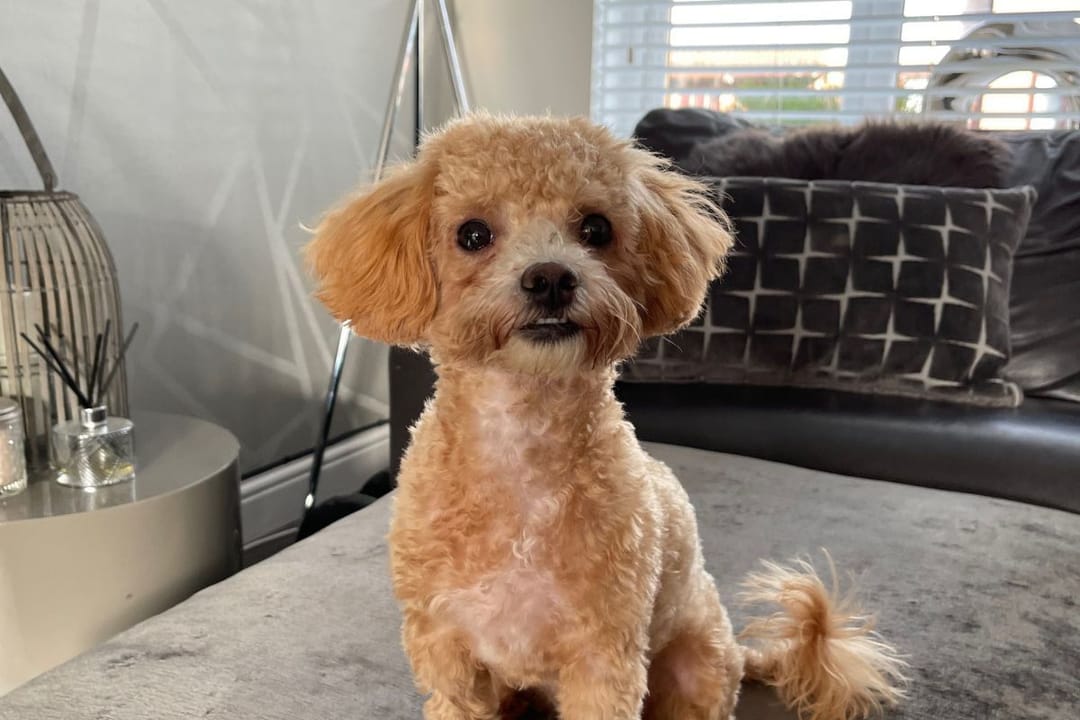 Doggy member Maple, the Maltipoo, sitting patiently waiting to go to her dog sitters