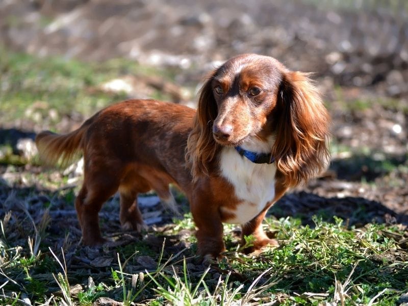 Miniature Long Haired Dachshund breed guide: Care, training and fun facts