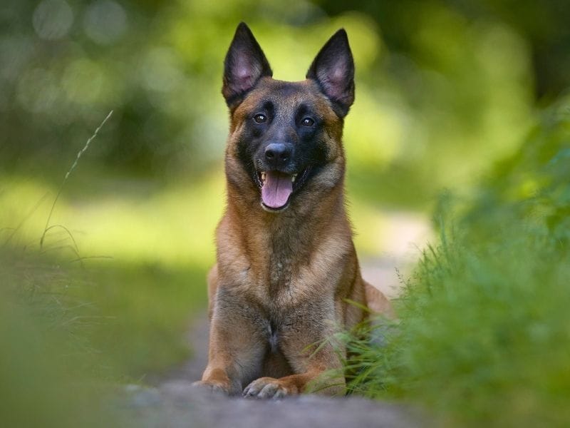 Belgian Shepherd breed guide: Care, training, and fun facts
