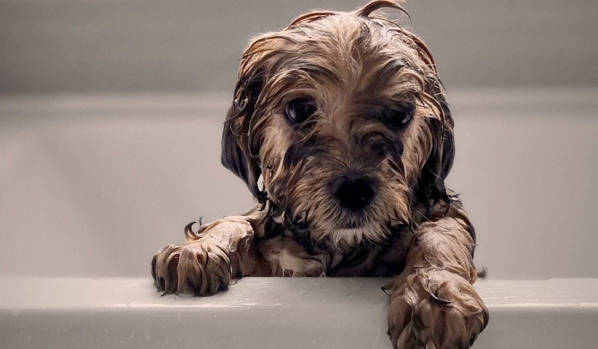 How Often to Bathe a Dog