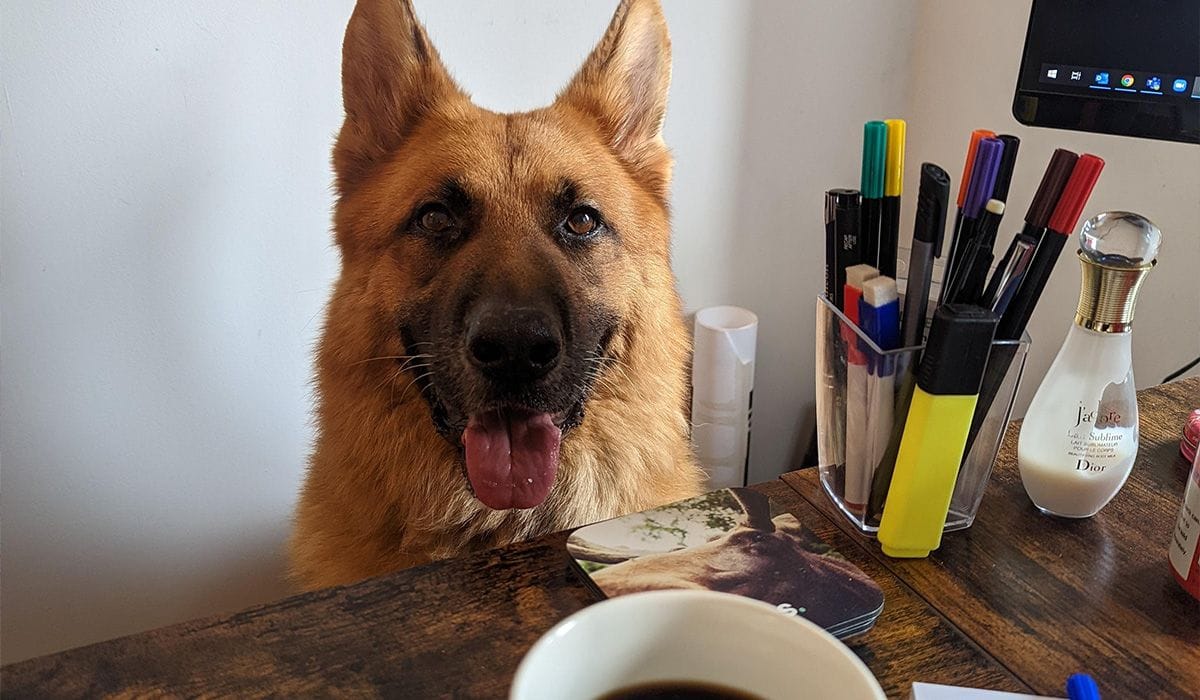 Creating a Dog Friendly Workplace 