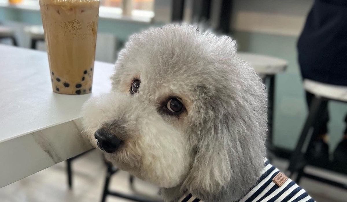 Dog Friendly places to eat in Huddersfield