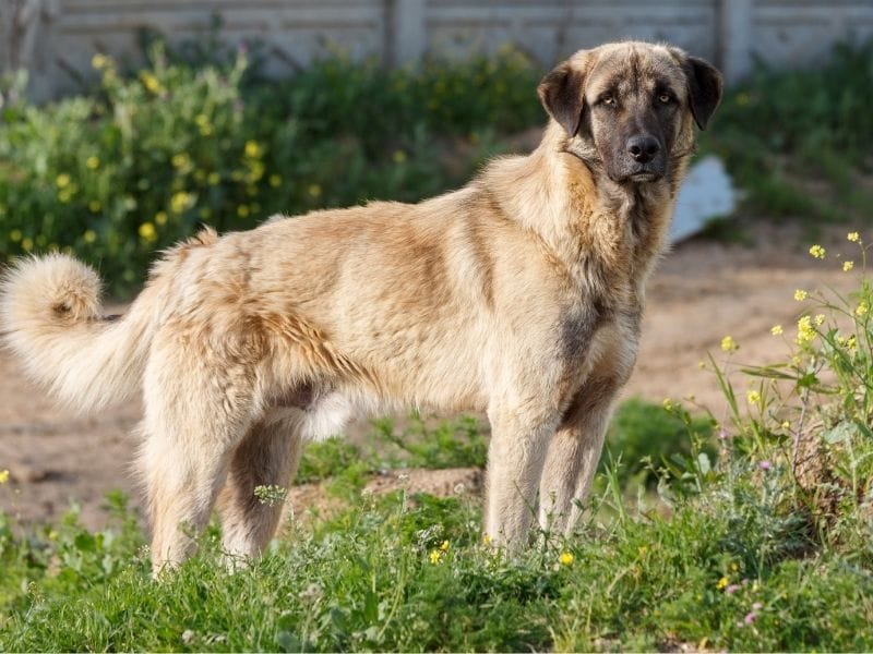 Anatolian Shepherd Dog Breed Guide: Care, training and fun facts