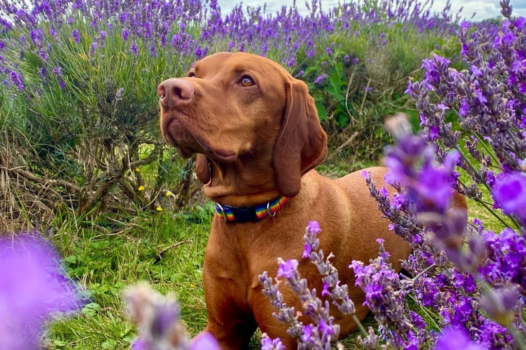 Doggy member Rio, the Hungarian Vizsla, amongst the flowers on a walk