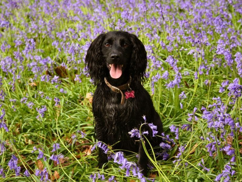 Cocker Spaniel Dog Breed Guide: Care, training and fun facts