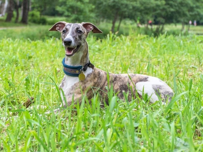 Whippet Dog Breed Guide: Care, Training and Fun Facts
