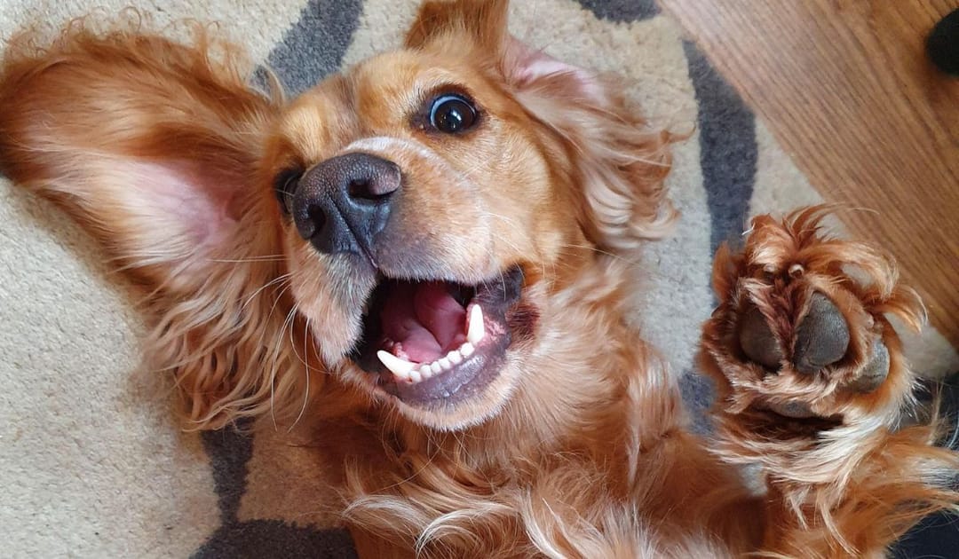 Doggy member Marley, the Cocker Spaniel, waiting for a belly rub!