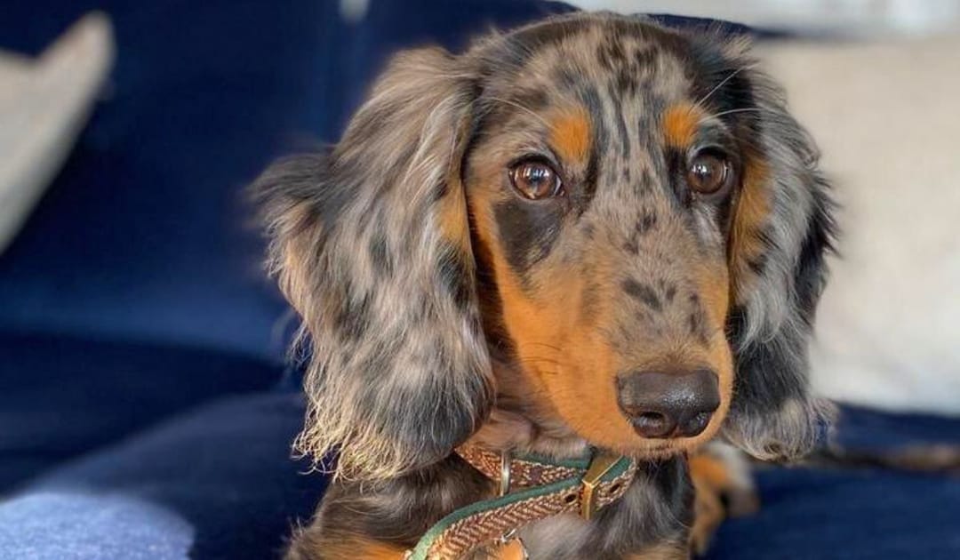 Doggy member Olive, the Dachshund, chilling on the sofa after a day with her dog sitters