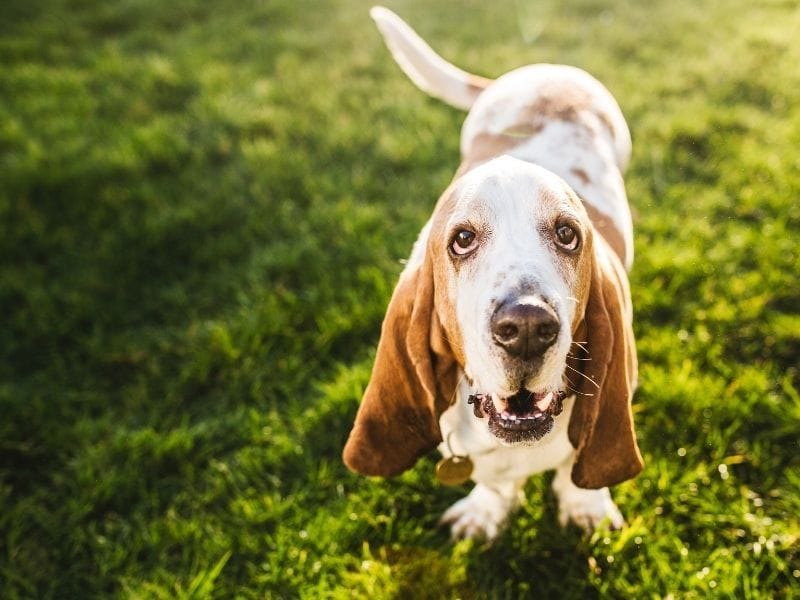 Basset Hound breed guide: Care, training, and fun facts