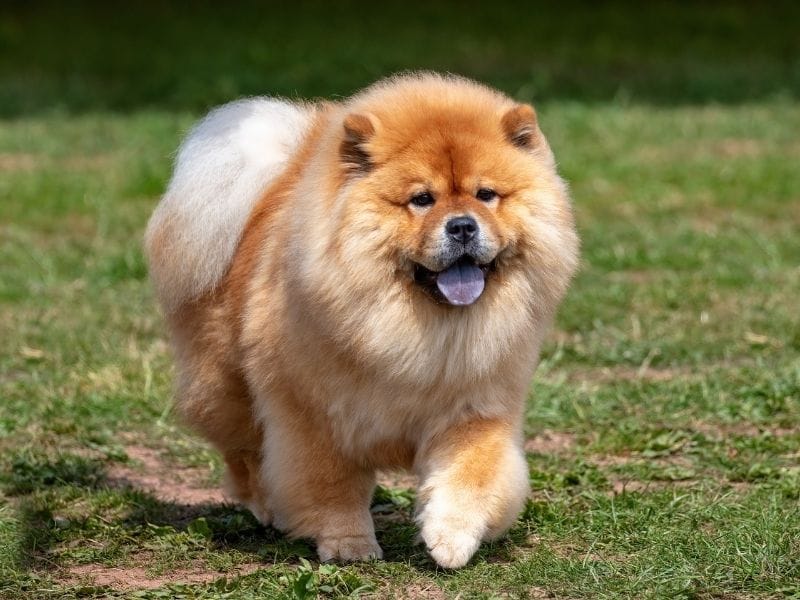 Chow Chow Dog Breed Guide: Care, training and fun facts