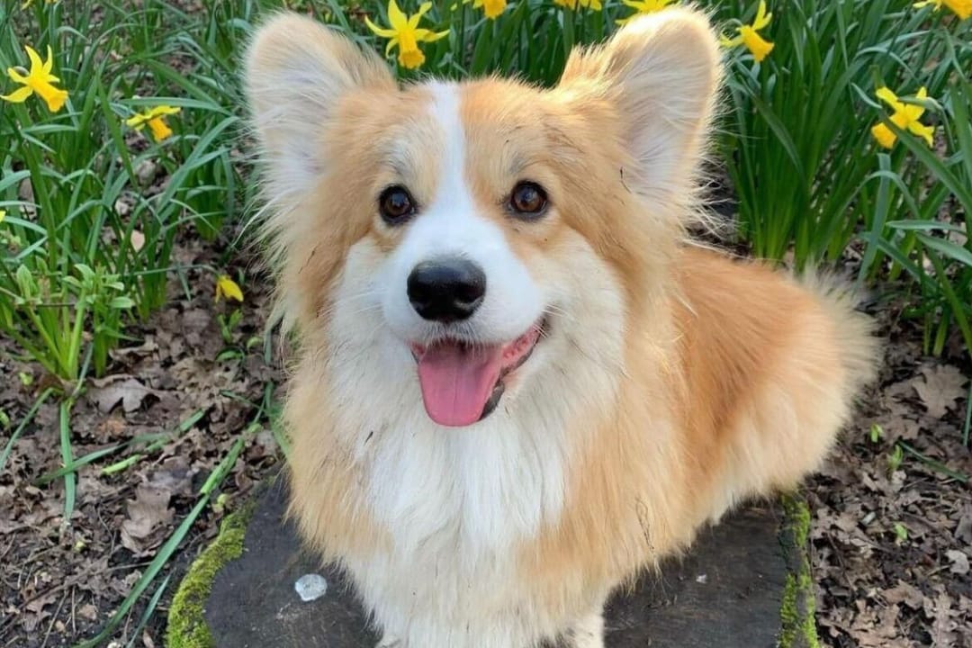Doggy member Maple, the Pembroke Welsh Corgi, perching on a tree trunk