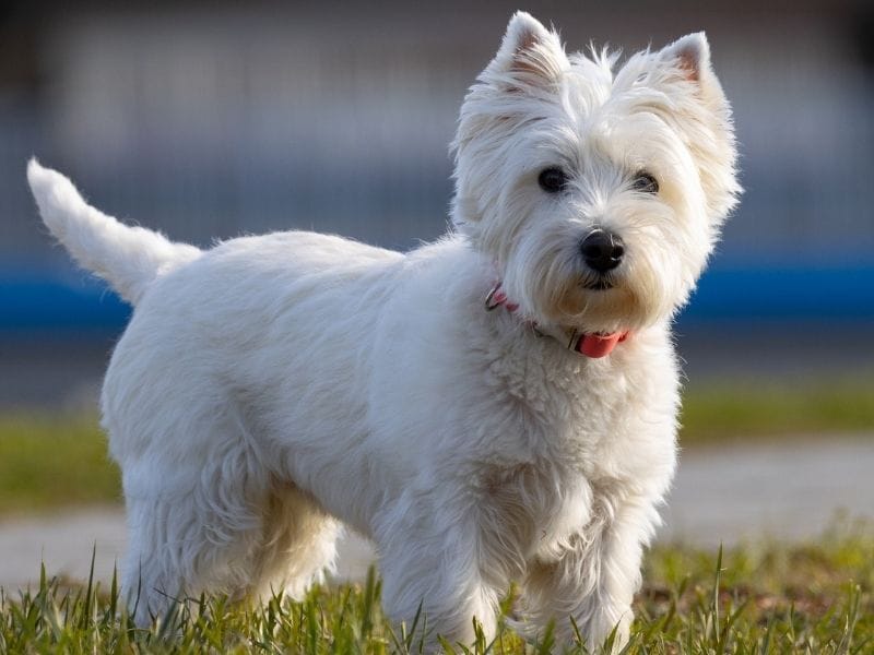 West Highland White Terrier Breed Guide: Care, training and fun facts