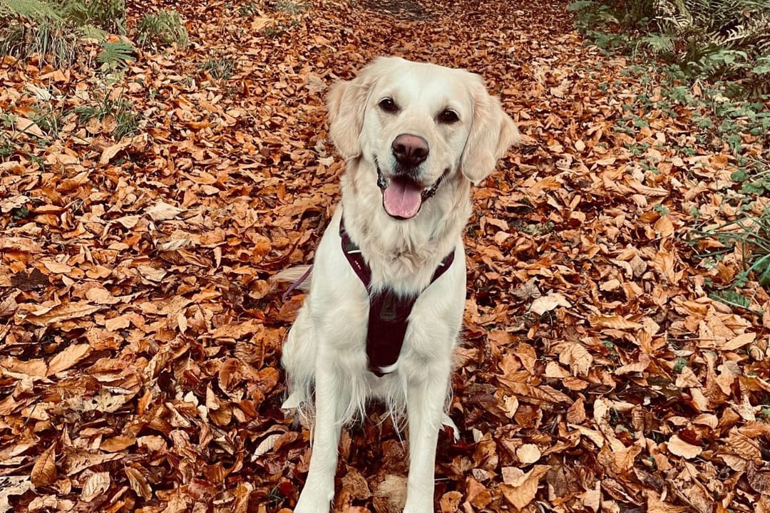 Doggy member Mango, the Golden Retriever, enjoying a walk amongst the fallen leaves on an autumn day