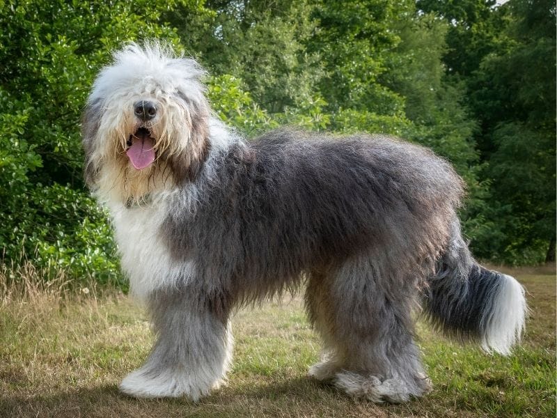 Old English Sheepdog Dog Breed Guide: Care, training and fun facts