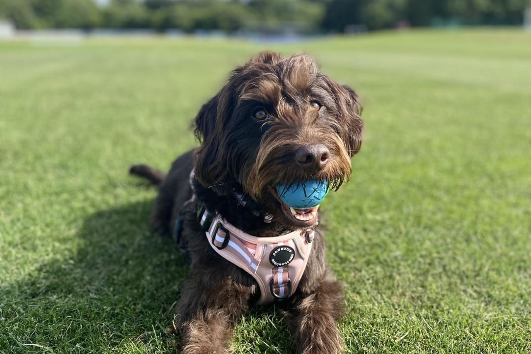Doggy member Olive, the miniature Labradoodle, holding her ball after a game