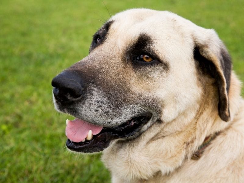 Kangal Shepherd Dog breed guide: Care, training, and fun facts