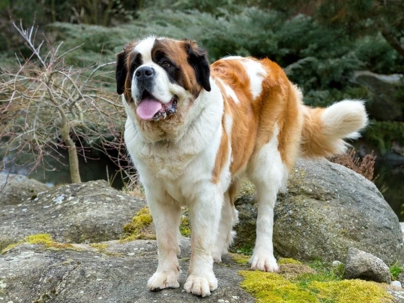 St. Bernard Dog Breed Guide: Care, training and fun facts