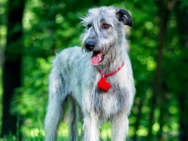 Irish Wolfhound Dog Breed Guide: Care, training and fun facts