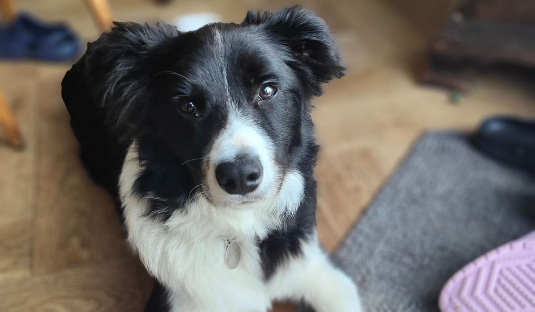 Doggy member Scamper, the Border Collie, lying quietly on the floor near the back door.