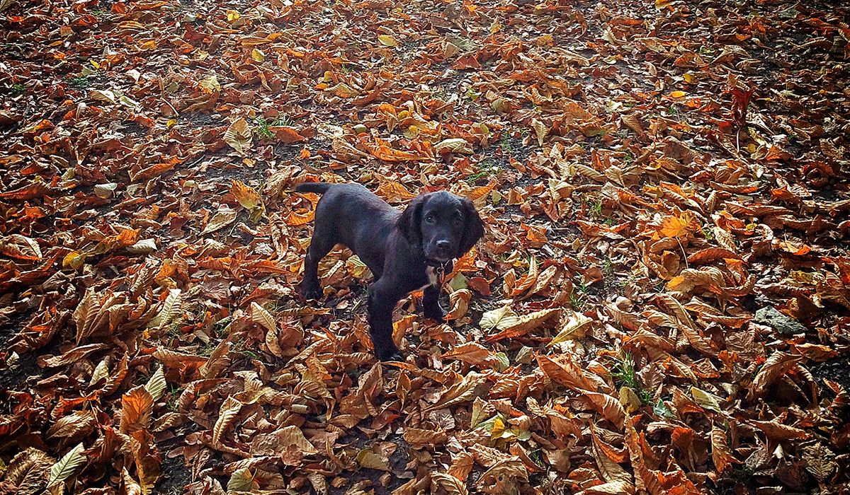 a black dog on a forest floor full of brown fallen leaves