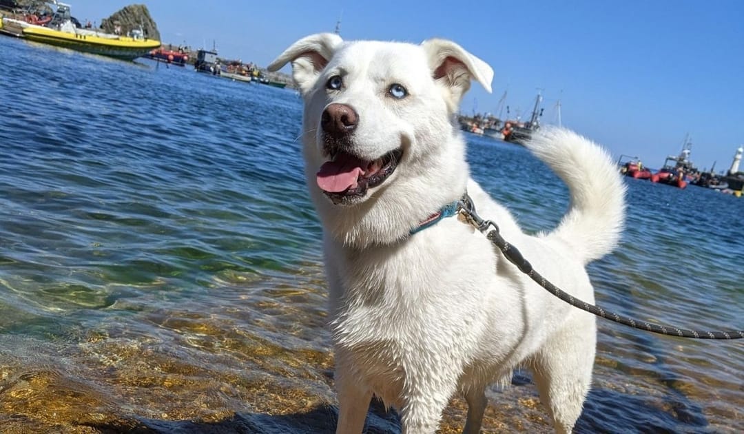 Doggy member Bailey, the Cross Breed, paddling in the river on a summer's day