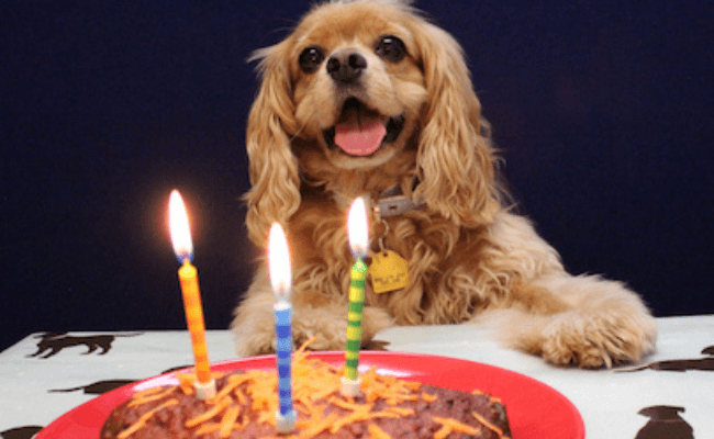 A very happy, golden Cavalier King Charles Spaniel with his dog-friendly birthday cake.