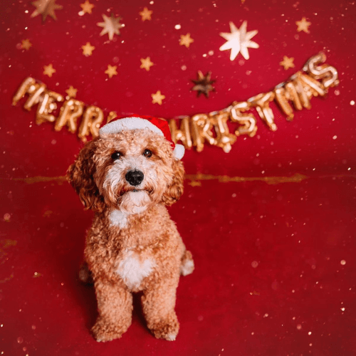 Dog Christmas cards