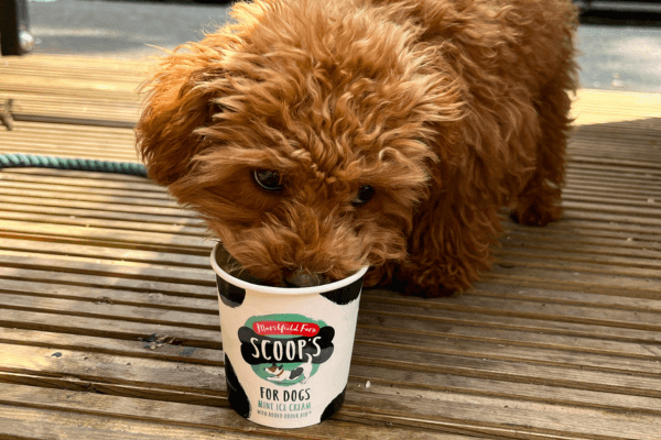 Cafes That Serve Dog Ice Cream