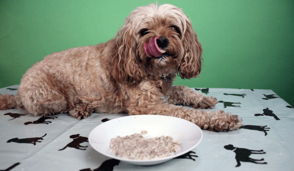 Rice Pudding For Dogs Recipaw
