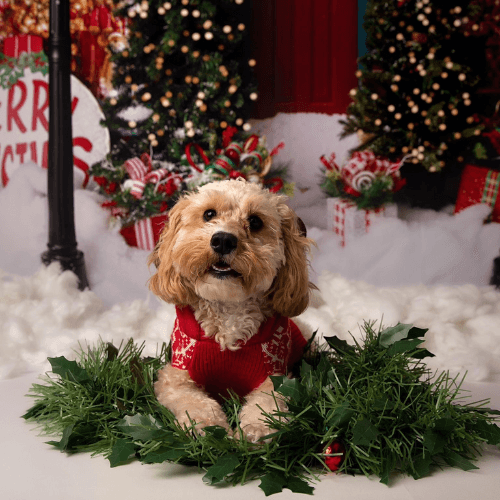 Dog Christmas stocking ideas