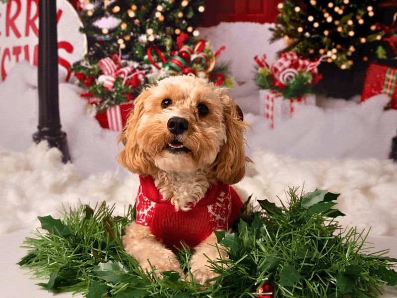 Nala the Cockapoo wearing a Christmas jumper lying in a festive wreath with Christmas trees and presents behind