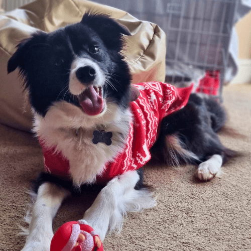 A Border Collie wearing a Christmas jumper with a squeaky toy