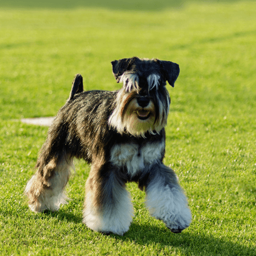 Schnauzer Dog Breed Guide: Care, training and fun facts