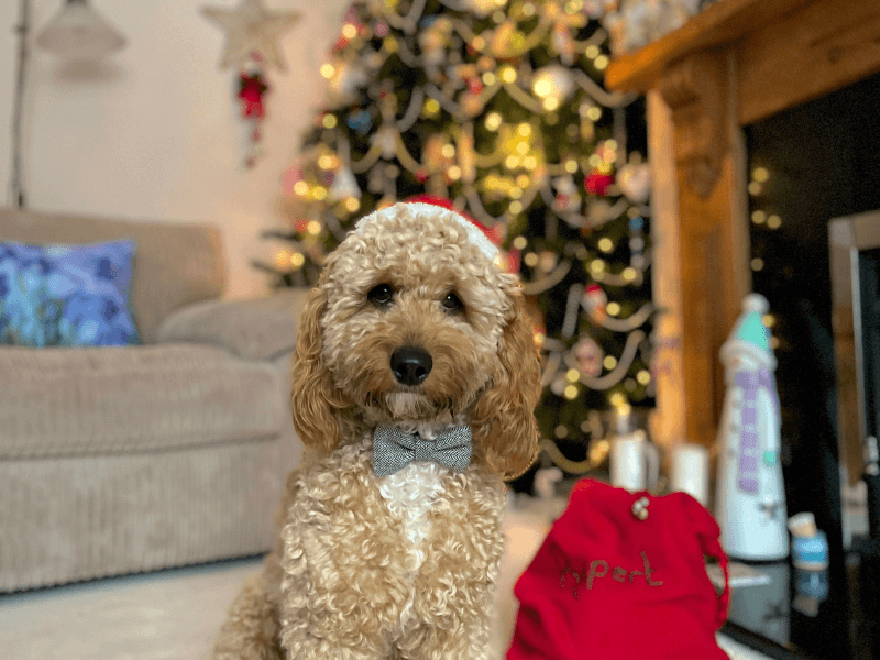 Christmas Gifts for Dogs
