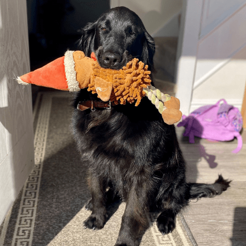 Willow the Flat Coated Retriever holding her Christmas toy