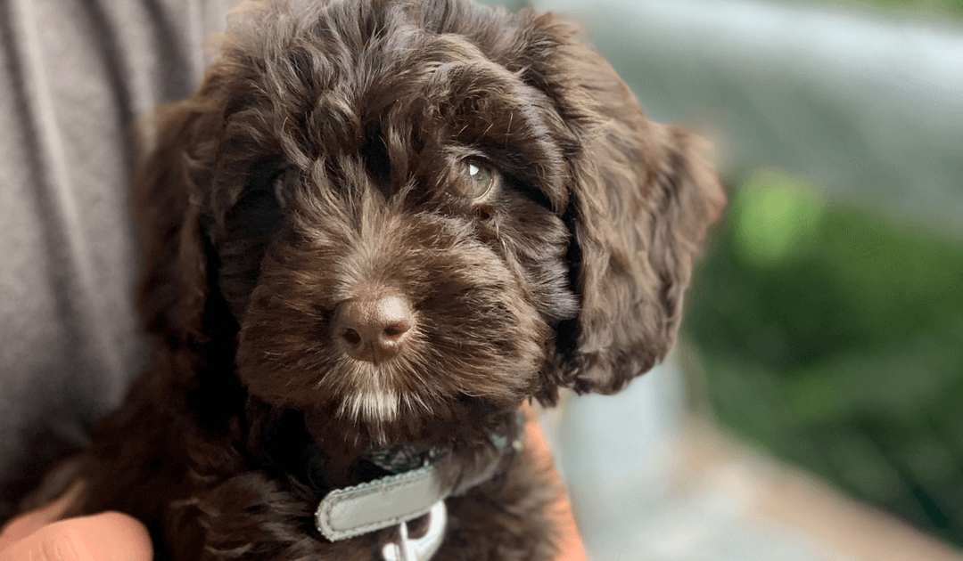 Adorable doggy member Miko, the Cockapoo, enjoying a cuddle with his dog sitter in Bristol