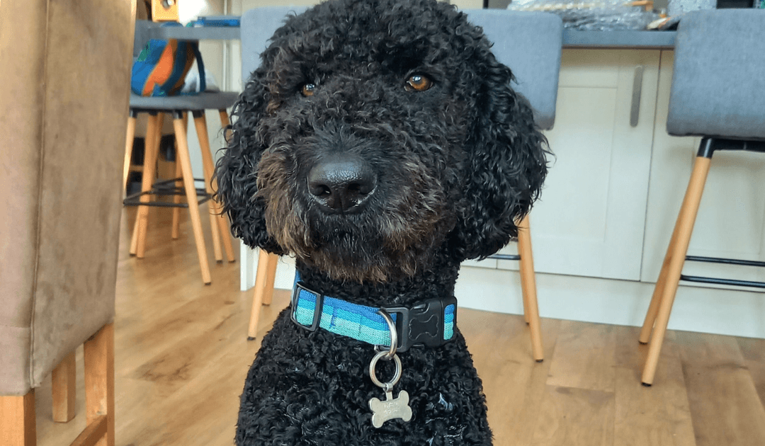 Doggy member Teddy the Labradoodle sitting peacefully in the living area